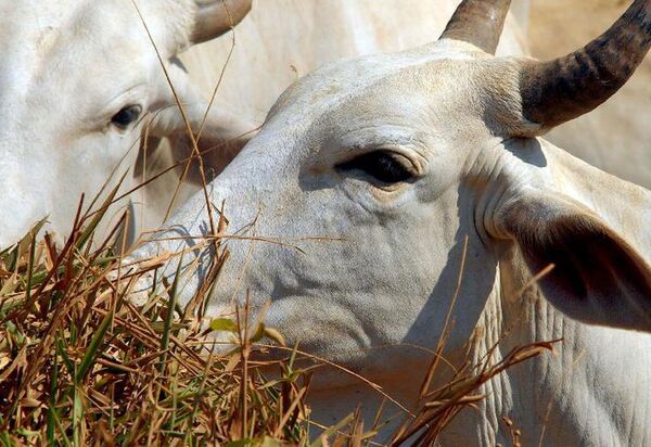 Ministério da Agricultura investiga suspeita de vaca louca