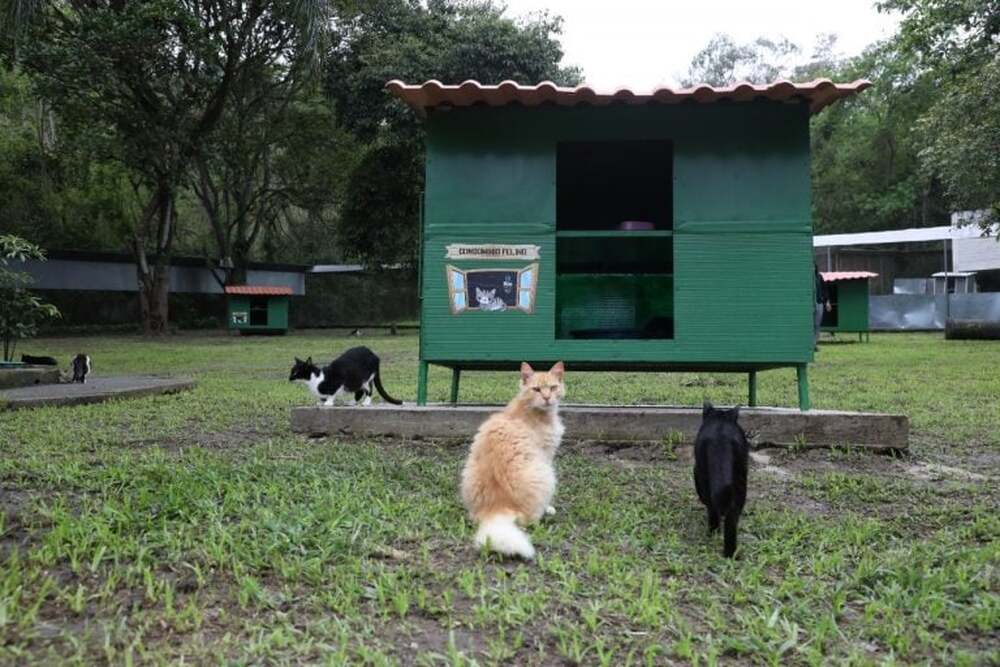 Verão Animal: Prefeitura convida cariocas para o 'Escovão felino'