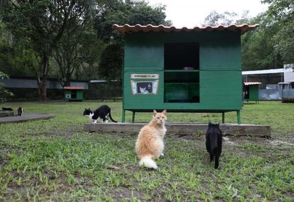 Verão Animal: Prefeitura convida cariocas para o 'Escovão felino'