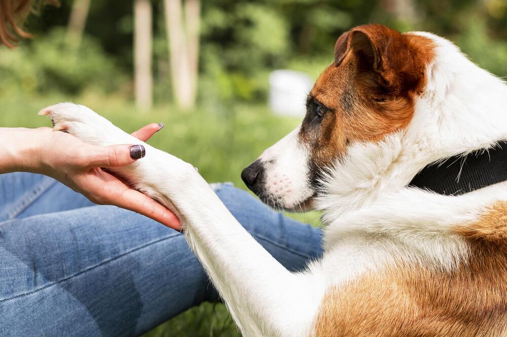 Pets: saiba como e por que é importante cortar as unhas do seu cachorro