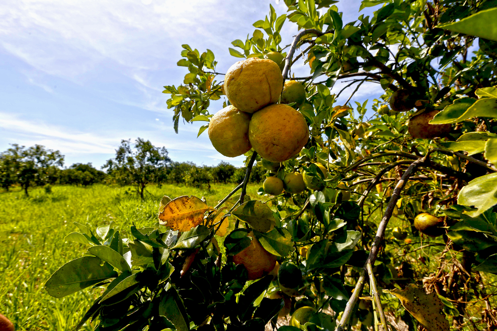 Região Metropolitana do Rio tem safra temporã e se prepara para super colheita da “laranja mais doce do país