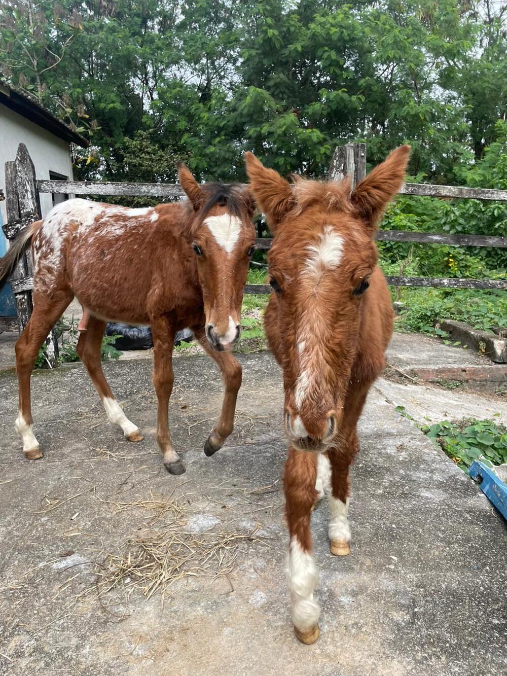 Quatro cavalos resgatados de maus-tratos são incluídos em campanha para adoção