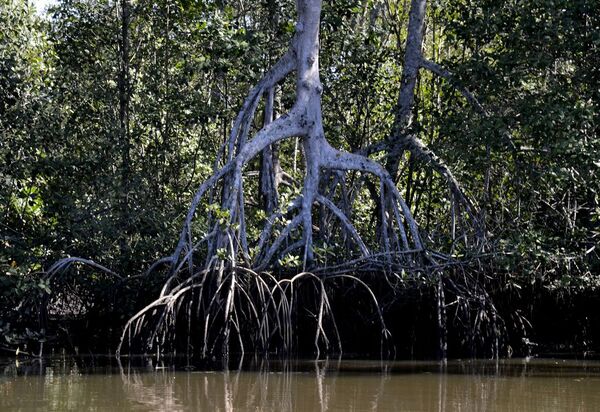 Estudos apontam que manguezais evitam que atmosfera absorva carbono