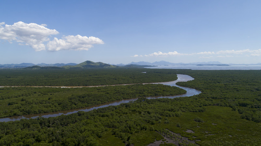 Conservação de florestas de mangue do estado do Rio de Janeiro evita a emissão de 25 milhões de toneladas de gás carbônico