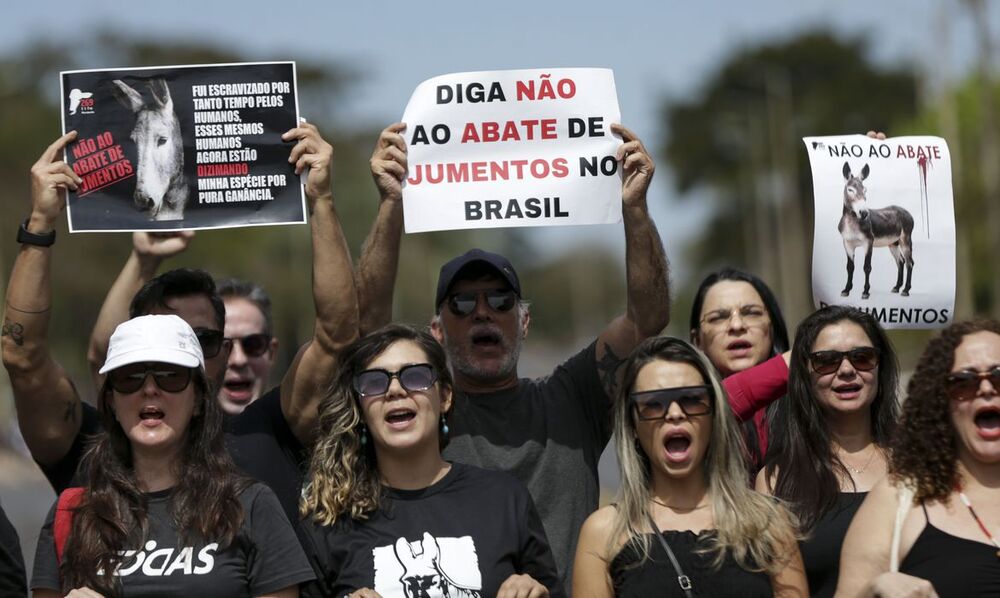 Manifestação pede fim da permissão para abate do jumento no Brasil 