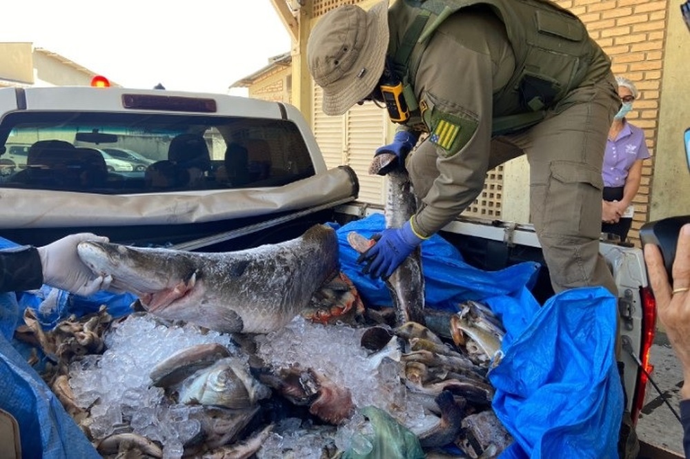 Apreensão de pescado bate recorde na Operação Araguaia, 128 kg foram recolhidos 