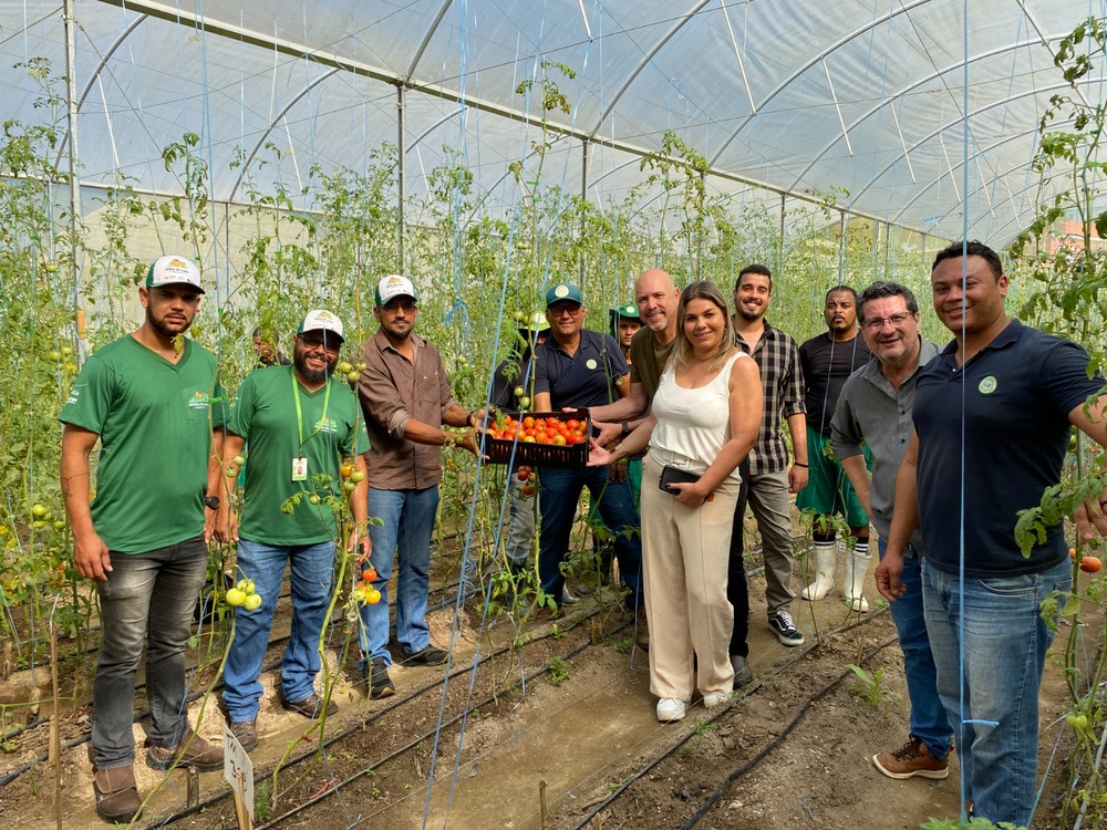Maricá inova em sistema de cultivo e entrega 300 kg de tomates orgânicos