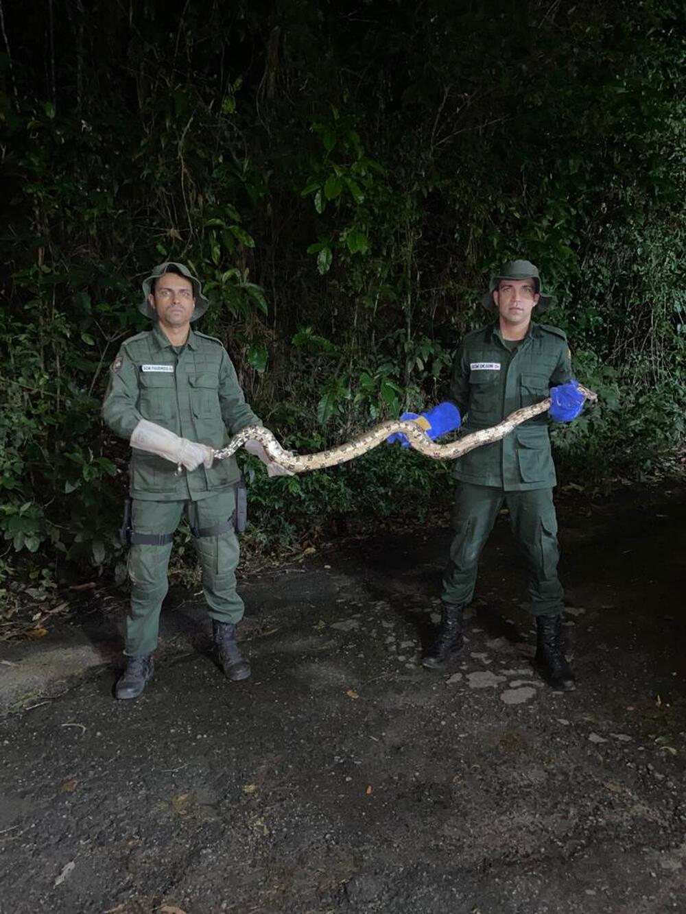 Guarda Ambiental de Niterói resgata jiboia em Jurujuba