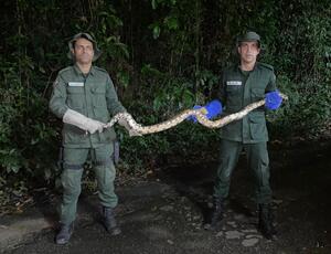 Guarda Ambiental de Niterói resgata jiboia em Jurujuba