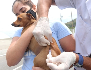 Prefeitura de Niterói vacinou quase 20 mil animais contra raiva