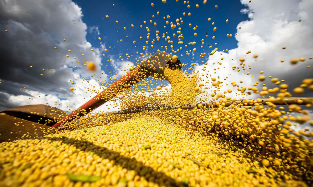 Importação de soja do Brasil pela China cresce 29%