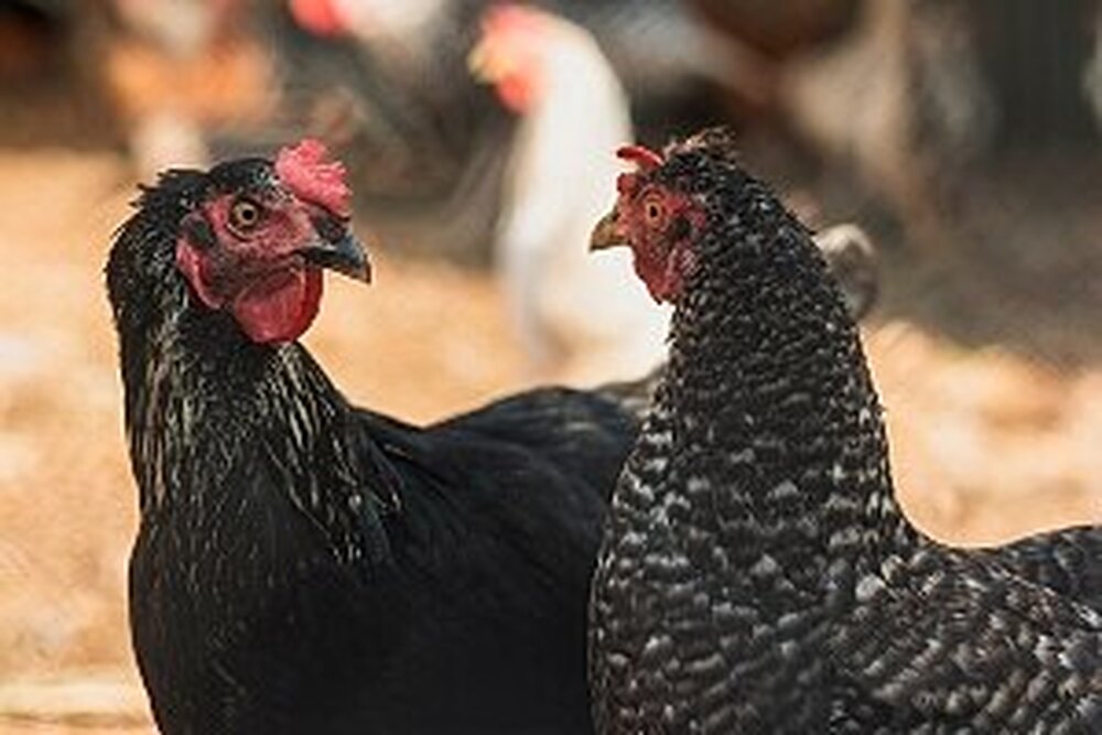 STJ absolve homem acusado de furtar duas galinhas em 2014
