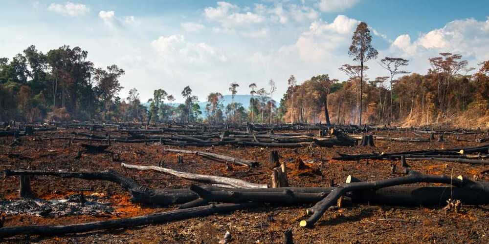 Desmatamento na Amazônia Legal atinge menor índice em seis anos, mas desafios persistem