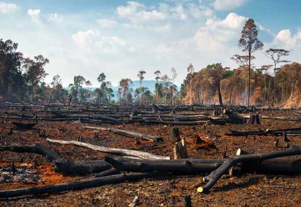 Desmatamento na Amazônia Legal atinge menor índice em seis anos, mas desafios persistem