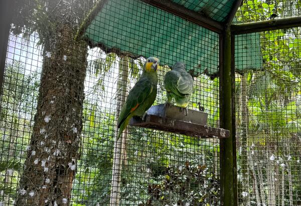 Secretaria do Ambiente e Sustentabilidade, Inea e Polícia Federal resgatam 38 animais silvestres, em Cachoeiras de Macacu