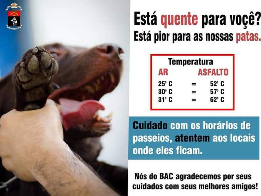 O que fazer com seu cão em dias de onda de calor ?