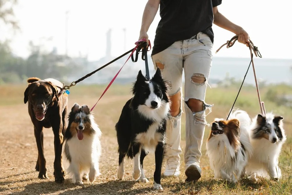 Crescimento do mercado pet e oportunidade de negócio e empregos 