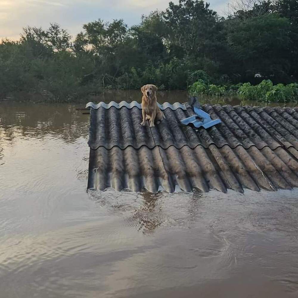 Os pets domésticos na tragédia do Rio grande do Sul 