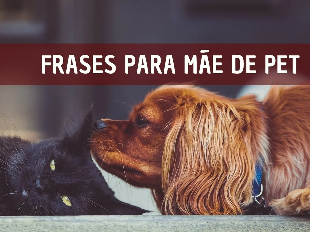 As  mães de pets 