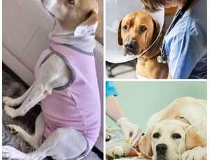 Tumor venéreo transmissível em cães  (Tvt)