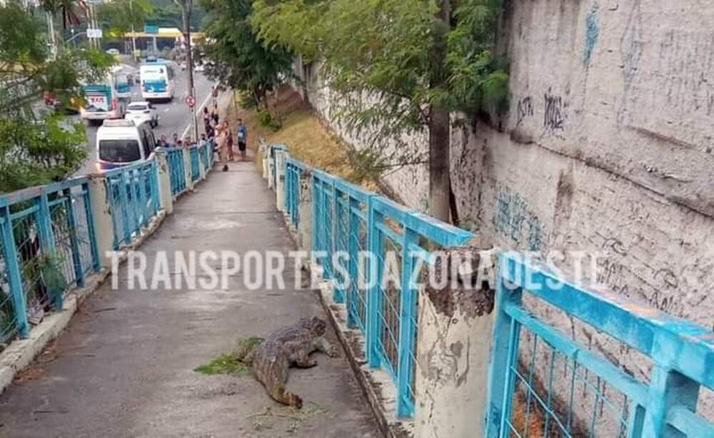 Os jacarés e sua luta pela sobrevivência