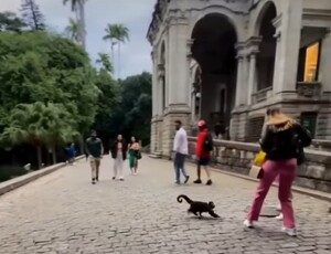 Rio não é para amadores: Macaco-prego ataca e tenta levar bolsa de mulher no Parque Lage (assista ao vídeo)