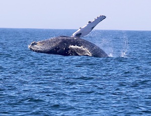 Aberta a temporada de observação de baleias em Niterói