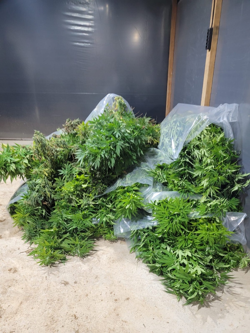 Operação policial no Instituto CuraPRO gera indignação e prejuízos: plantas de cannabis destruídas