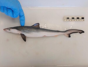 Nem o tubarões escapam no Rio de de Janeiro e são contaminados por cocaína, revela estudo da Fiocruz