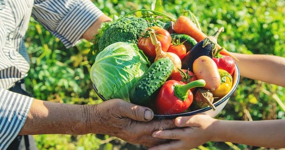 Uma em cada 11 pessoas pode ter passado fome em 2023, aponta FAO