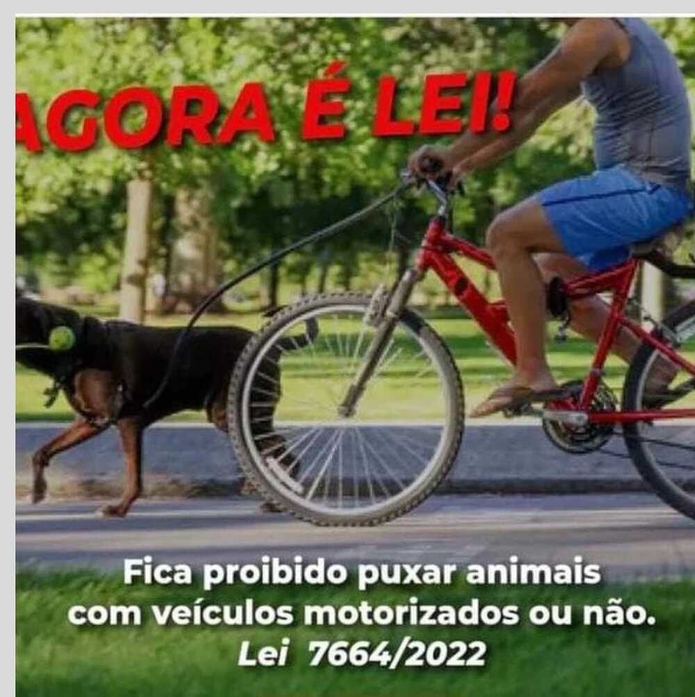  O que diz a lei sobre conduzir cães em veículos motorizados ou não