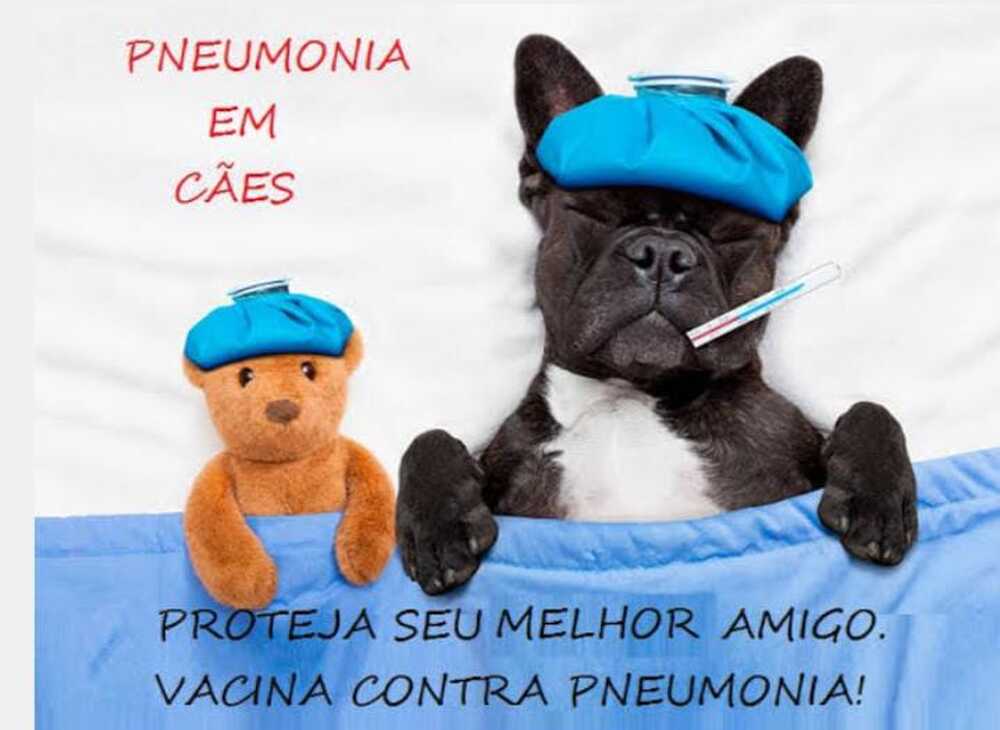 Surto de pneumonia em cães no inverno preocupa veterinários 