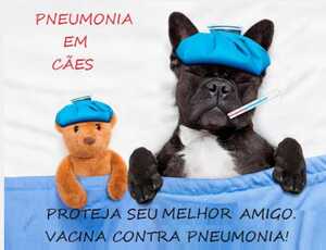 Surto de pneumonia em cães no inverno preocupa veterinários 