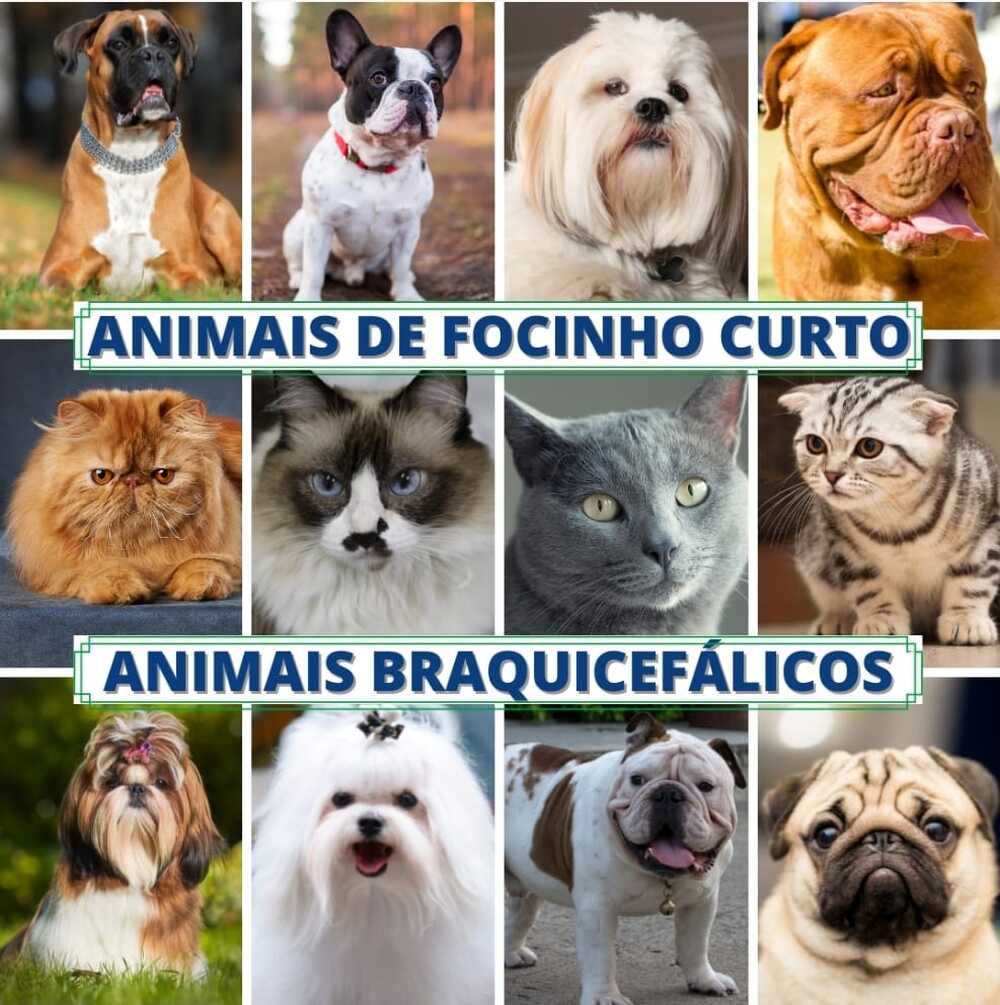 Raças de pets com maior risco de doenças oculares