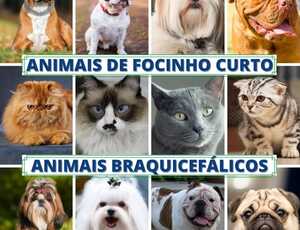 Raças de pets com maior risco de doenças oculares