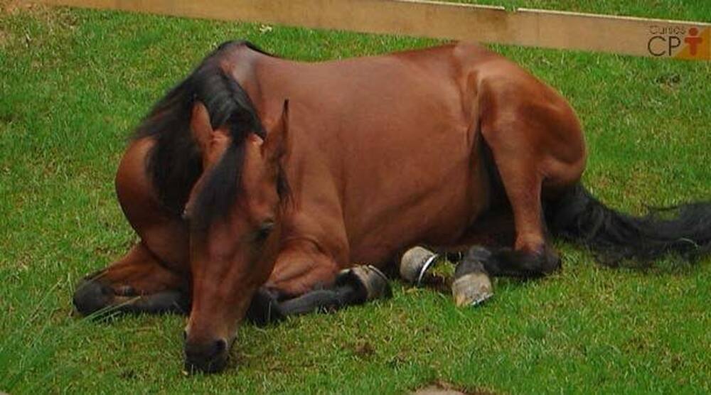 #Você já ouviu falar sobre a doença rabdomiólise equina?