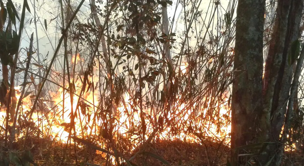 Polícia do Rio realiza operações contra suspeitos de causar incêndios