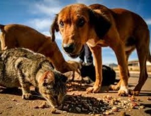 Rio de janeiro registra marca história de 8.219 abandono de cães e gatos por dia