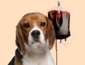 Cão recebendo transfusão de sangue devido a doença do carrapato