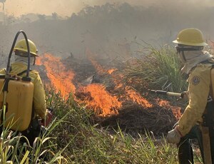 AGU aciona autores de queimadas em vegetação nativa e cobra R$ 89 milhões