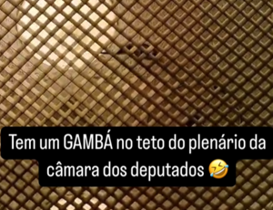 Mais ágil que Projeto de Lei: Kim Kataguiri denúcia Gambá invadindo a Câmara, mas o bicho só queria um pedaço de pão