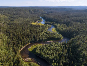 Russos preservam a maior Floresta do Mundo, a Taiga, enquanto o Brasil destrói a 2º maior Floresta, a Amazônia