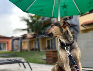 O Valor Humano na criação de singularidades: Reflexões a partir da trajetória de um Vira-Lata