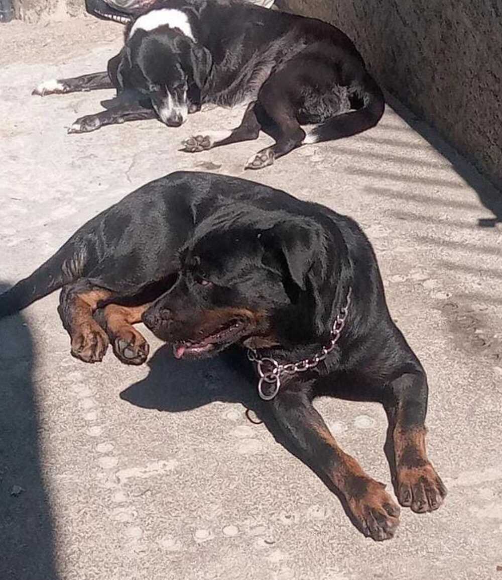 Cães devem tomar banho de sol?