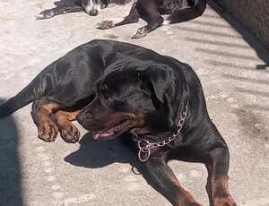 Cães devem tomar banho de sol?