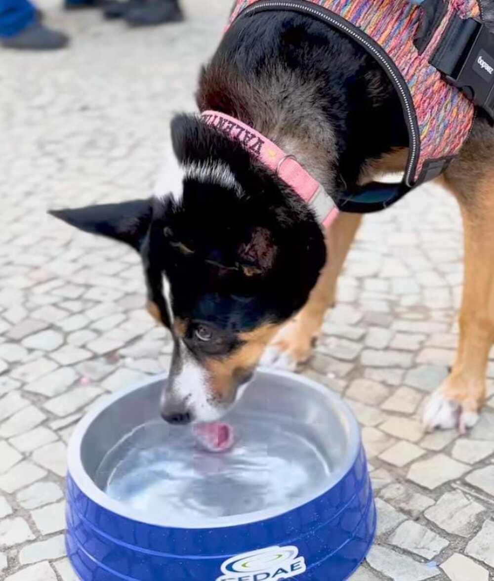 Primeiro posto de hidratação para cães em Copacabana