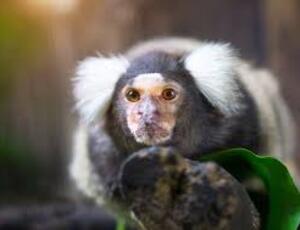 Carnaval sem Micos: Desaparecimento da Fauna Silvestre Preocupa Especialistas