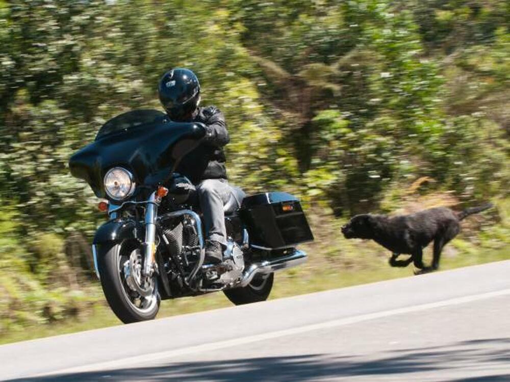 Motociclista terá de pagar 15 mil a estudante após atropelá-lo ao fugir de cachorro