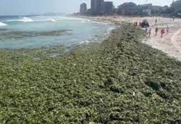 Praia da Barra da Tijuca e as lagoas imundas e repletas de gigogas em pleno carnaval