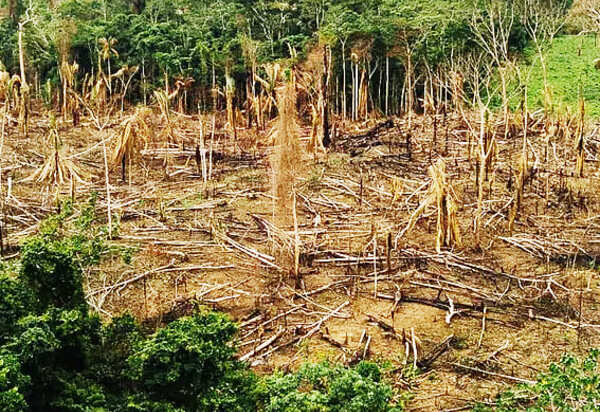 Política ambiental de Bolsonaro foi responsável por 40% de perda de florestas nativas no mundo em 2021, diz relatório